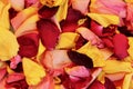 Close up of dead yellow and red rose petals in autumn sunshine.