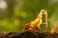 Dead young plant Tobacco Tree in dry soil on green blur background. Environment concept with empty copy space for text or design Royalty Free Stock Photo