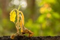 Dead young plant Tobacco Tree in dry soil on green blur background. Environment concept with empty copy space for text or design