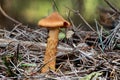 Close up of a deadly webcap mushroom between pine needles