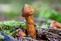 Close up of a deadly webcap mushroom between pine needles