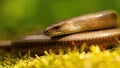 Close-up of deaf adder lying on a mossy ground in spring nature. Royalty Free Stock Photo