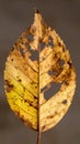 Close Up of Decaying Autumn Leaf Featuring Brown and Yellow Tones with a Textured Background Royalty Free Stock Photo