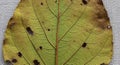 Close-up of a decaying leaf on Royalty Free Stock Photo