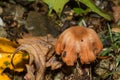 Deceiver Mushroom - Laccaria laccata Royalty Free Stock Photo