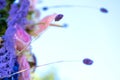 Close-up decoration with fresh flowers of venues. Sprigs of lavender