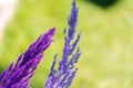 Close-up decoration with fresh flowers of venues. Sprigs of lavender