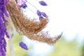 Close-up decoration with fresh flowers of venues. Sprigs of lavender