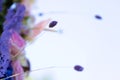 Close-up decoration with fresh flowers of venues. Sprigs of lavender