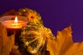 Close up of decoration green orange small Halloween pumpkins yellow orange leaves and burning candle on vibrant purple blurred Royalty Free Stock Photo