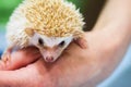Close-up of decorative african pygmy hedgehog on human hand. Concept environmental protection, ecology, contact zoos Royalty Free Stock Photo