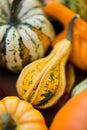 Close up of decorative autumn pumpkins Royalty Free Stock Photo