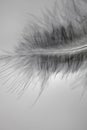 Close-up decorative bird feather Royalty Free Stock Photo