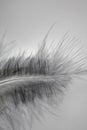 Close-up decorative bird feather Royalty Free Stock Photo