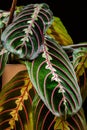 Prayer plant maranta leuconeura var. erythroneura on black background. Royalty Free Stock Photo