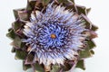 The front view of an artichoke flower