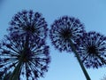 Close-up of decorative onion flowers in the garden on a flower bed against the blue sky in spring Royalty Free Stock Photo