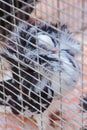 Decorative pigeon in a cage Royalty Free Stock Photo