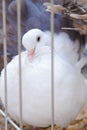 Decorative pigeon in a cage Royalty Free Stock Photo