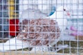 Decorative pigeon in a cage Royalty Free Stock Photo