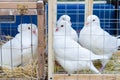 Decorative pigeons in a cage Royalty Free Stock Photo