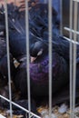 Decorative pigeons in a cage Royalty Free Stock Photo