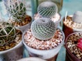 Decorative Potted Spherical Spiky Succulent Plant Royalty Free Stock Photo