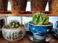 Decorative Succulent Plant in Small Pots