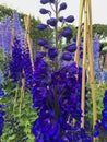 Deep blue and lilac delphiniums growing in an English cottage garden