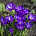 Close-up of deep blue-violet crocuses Ruby Giant on natural garden background. Soft selective focus. Royalty Free Stock Photo