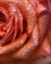 Close up of deep coral color rose dappled with glistening drops of rain.