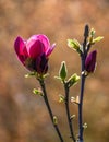 Close up of deep maroon magnolia buds and flower in full bloom, spring in the garden