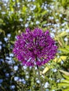 Deep pink allium flower