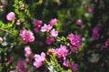 Close up of deep pink flowers of the Australian Native Rose, Boronia serrulata, family Rutaceae Royalty Free Stock Photo