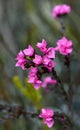 Close up of deep pink flowers of the Australian Native Rose, Boronia serrulata, family Rutaceae Royalty Free Stock Photo