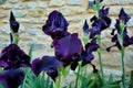 Bearded Iris Royalty Free Stock Photo