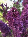 Close Up of Deep Purple Lilacs