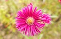 Close-up of the deep purple-pink flower of Aster novi belgii