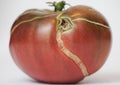 Close-up of a deep red Cherokee tomato standing against a white background Royalty Free Stock Photo