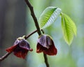 Pawpaw flower and leaves detail