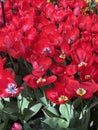 Close-up of deep-red Dutch tulips in full bloom