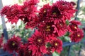 Closeup of deep red flowers of Chrysanthemum Royalty Free Stock Photo