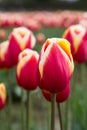 Close up deep red tulips with delicate white and yellow trip on the petals Royalty Free Stock Photo