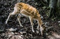 Deer cub Royalty Free Stock Photo