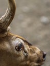 Close-Up of Deer Eye and Antler in Soft Natural Light Royalty Free Stock Photo