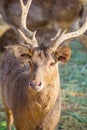 Close-up deer in the farm Royalty Free Stock Photo