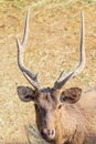 Close-up deer in the farm Royalty Free Stock Photo