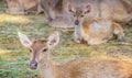 Close-up deer in the farm Royalty Free Stock Photo