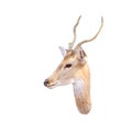 Close up deer head with antler isolated on white background , clipping path