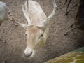 Close up deer with horn at the zoo. Zoo tour on bus. Feeding deers food. Royalty Free Stock Photo